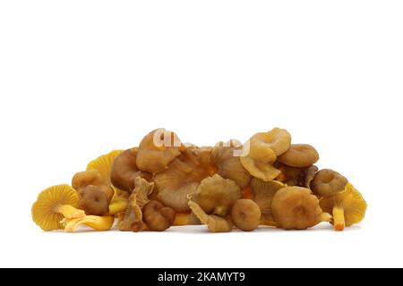 A bunch of wild edible funnel chanterelle mushrooms lies on a white background. Brown caps with decurrent pale gills and yellow hollow stalks. Stock Photo