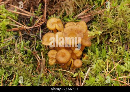 A bunch of wild edible funnel chanterelle mushrooms grows in the forest. Brown caps with decurrent pale gills and yellow hollow stalks. Yellowfoot. Stock Photo
