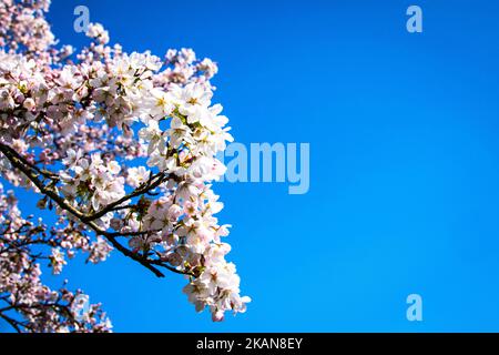 A closeup of beautiful white and pink cherry blossoms blooming in the spring under a bright blue sky Stock Photo