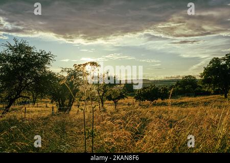A gorgeous yellow and green field in the countryside with the sun shining behind a small tree at sunset Stock Photo