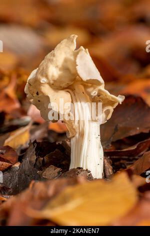 White saddle fungus (Helvella crispa), also called elfin saddle or common helvel, an ascomycete toadstool growing in woodland during autumn England UK Stock Photo