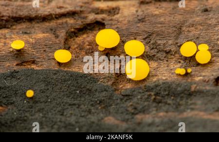 Lemon disco fungus (Bisporella citrina) commonly known as yellow fairy cups or lemon discos Stock Photo