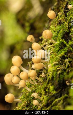 Fairy Inkcap fungi, Coprinellus disseminatus, gregarious little fungi growing on a rotting tree stump during autumn, England, UK Stock Photo