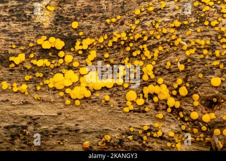 Lemon disco fungus (Bisporella citrina) commonly known as yellow fairy cups or lemon discos Stock Photo