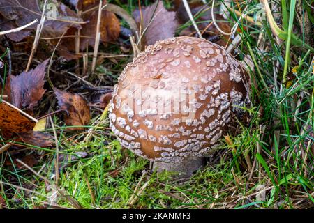 Amanita rubescens, the Blusher mushroom, a toadstool or fungus with white spots growing on heathland during autumn, England, UK