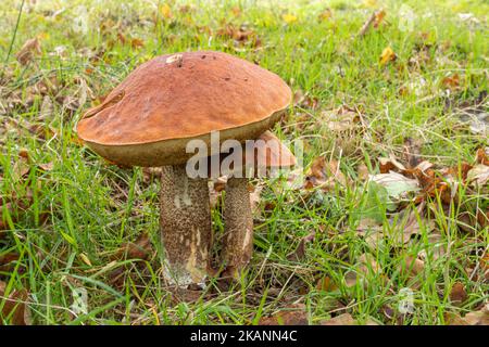 Leccinum aurantiacum, Orange Oak Bolete fungi fungis toadstools mushrooms growing in grass under an oak tree during autumn, Surrey, England, UK Stock Photo