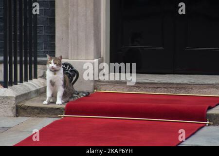 Larry the cat is pictured near the red carpet at 10 Downing Street, London on July 13, 2017. This is the first state visit by the current King Felipe and Queen Letizia, the last being in 1986 with King Juan Carlos and Queen Sofia. (Photo by Alberto Pezzali/NurPhoto) *** Please Use Credit from Credit Field *** Stock Photo