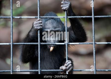 Celebes crested macaque Stock Photo