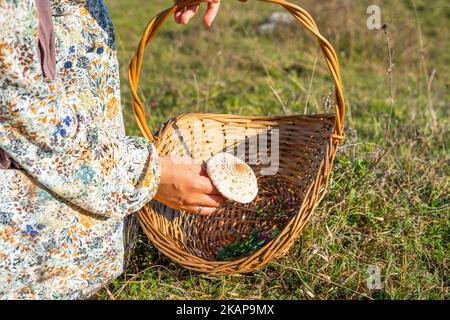 A woman in a dress with a pattern of plants and flowers picks mushrooms along a path covered with leaves in forest in with a wicker basket with handle Stock Photo