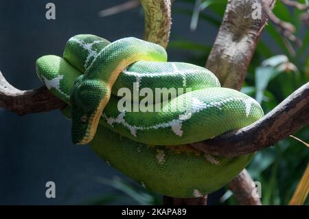 Emerald tree boa Stock Photo