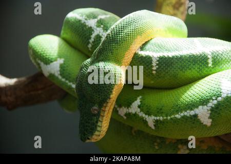 Emerald tree boa Stock Photo