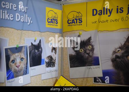A Cat Protection stand is seen at the ExCel, London on July 29, 2017. Cats Protection, formerly The Cat Protection League, is a UK charity dedicated to rescuing and rehoming stray, unwanted or homeless cats and educating people about cats and cat welfare. The organisation was founded as The Cats Protection League on 16 May 1927. (Photo by Alberto Pezzali/NurPhoto) *** Please Use Credit from Credit Field *** Stock Photo