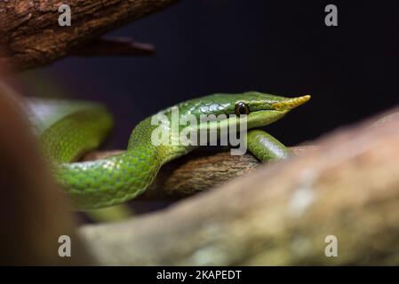 Rhinoceros ratsnake Stock Photo