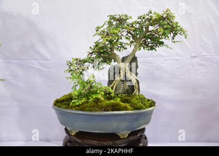 Miniature tree (Bansai tree) displayed in the exhibition in Dhaka, Bangladesh, on August 10, 2017. (Photo by Mamunur Rashid/NurPhoto) *** Please Use Credit from Credit Field *** Stock Photo