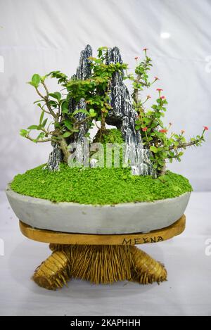 Miniature tree (Bansai tree) displayed in the exhibition in Dhaka, Bangladesh, on August 10, 2017. (Photo by Mamunur Rashid/NurPhoto) *** Please Use Credit from Credit Field *** Stock Photo