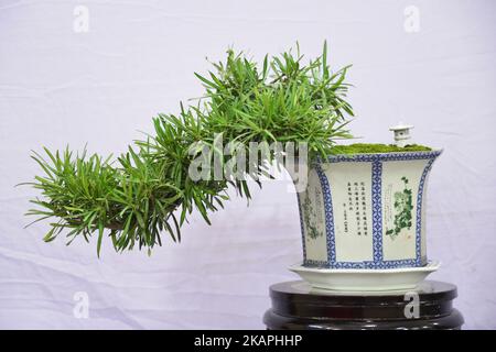 Miniature tree (Bansai tree) displayed in the exhibition in Dhaka, Bangladesh, on August 10, 2017. (Photo by Mamunur Rashid/NurPhoto) *** Please Use Credit from Credit Field *** Stock Photo