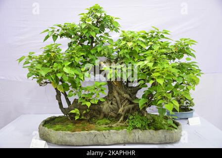 Miniature tree (Bansai tree) displayed in the exhibition in Dhaka, Bangladesh, on August 10, 2017. (Photo by Mamunur Rashid/NurPhoto) *** Please Use Credit from Credit Field *** Stock Photo