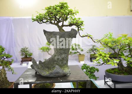 Miniature tree (Bansai tree) displayed in the exhibition in Dhaka, Bangladesh, on August 10, 2017. (Photo by Mamunur Rashid/NurPhoto) *** Please Use Credit from Credit Field *** Stock Photo