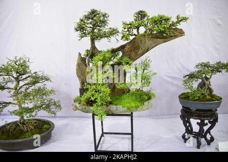 Miniature tree (Bansai tree) displayed in the exhibition in Dhaka, Bangladesh, on August 10, 2017. (Photo by Mamunur Rashid/NurPhoto) *** Please Use Credit from Credit Field *** Stock Photo