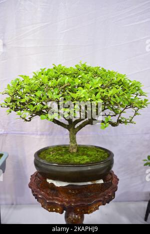 Miniature tree (Bansai tree) displayed in the exhibition in Dhaka, Bangladesh, on August 10, 2017. (Photo by Mamunur Rashid/NurPhoto) *** Please Use Credit from Credit Field *** Stock Photo