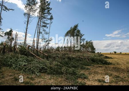 Fallen trees in the forest are seen near the Sylczno village , northern Poland on 14 August 2017 Storms which on Friday 11th, August night and Saturday morning swept roughie the country killed six people and damaged thousands of houses. Thirty thousand hectares of forest were also destroyed. (Photo by Michal Fludra/NurPhoto) Stock Photo