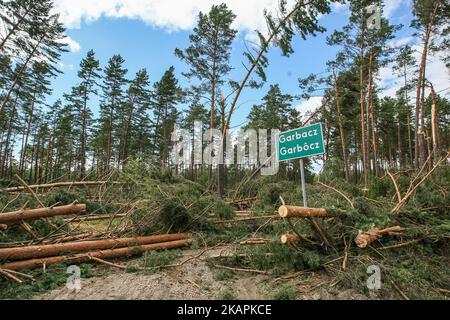 Fallen trees in the forest are seen near the Sylczno village , northern Poland on 14 August 2017 Storms which on Friday 11th, August night and Saturday morning swept roughie the country killed six people and damaged thousands of houses. Thirty thousand hectares of forest were also destroyed. (Photo by Michal Fludra/NurPhoto) Stock Photo