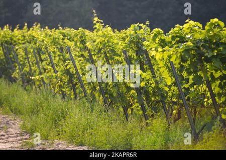 A view of Srebrna Gora Vineyard picturesquely situated in the Vistula valley at the foot of the Camaldolese monks Monastery in Bielany. It is one of the largest vineyards in Poland and covers an area of ??28 hectares. On Friday, August 25, 2017, in Bielany, Krakow, Poland. (Photo by Artur Widak/NurPhoto)  Stock Photo