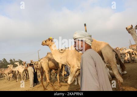 general view for camels market ahead of Eid Al-Adha in Berqash district, in Giza governorate, Egypt, 27 August . Millions of Muslims around the world prepare to celebrate Eid al-Adha, which falls on 1 September 2017, by slaughtering goats, sheep and cattle in commemoration of the Prophet Abraham's readiness to sacrifice his son to show obedience to God. (Photo by Fayed El-Geziry/NurPhoto) Stock Photo