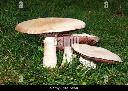 Agaricus arvensis (horse mushroom) is associated with nutrient-rich grassland occurring in Europe, parts of Asia and North America Stock Photo