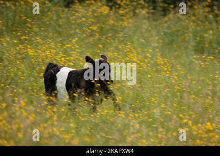 Belted Galloway cattle Stock Photo