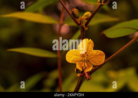 A selective focus shot of yellow Senna occidentalis flower on branch with dark blurry background Stock Photo