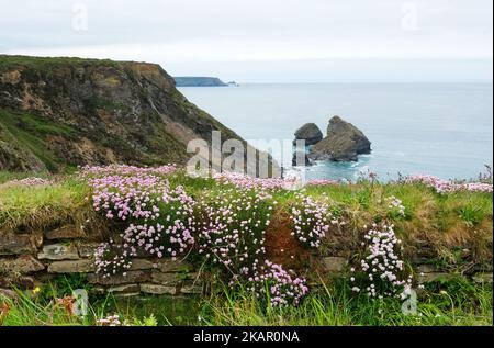 Sea wall covered in sea pinks on the north Cornish coast - John Gollop Stock Photo