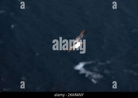 Cute Atlantic puffin from the north of Norway Stock Photo