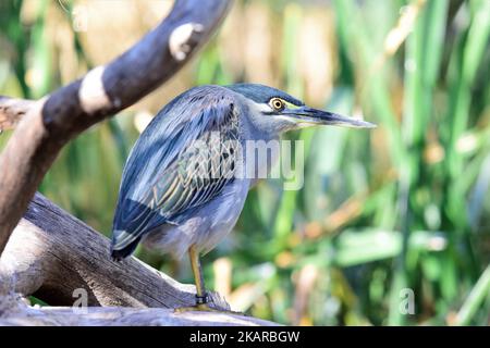 A closeup of a striated heron perching on a tree branch Stock Photo