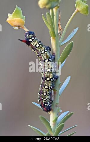 Spurge Hawkmoth caterpillar (Hyles euphorbiae) feeding on Sea Spurge (Euphorbia paralias) Snettisham UK GB October 2022 Stacked Stock Photo
