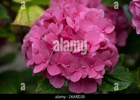 Macro shot of colorful Pink Hydrangea - Hortensias - Flowers Stock Photo