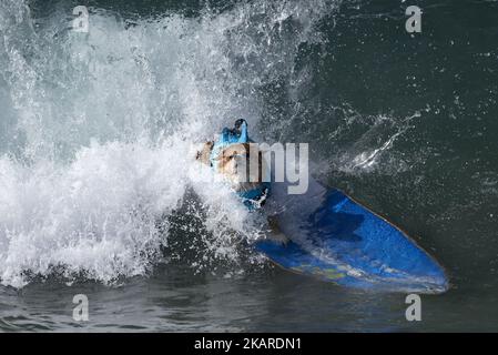 Jojo the surf dog rides a wave during the Surf City Surf Dog competition in Huntington Beach California on September 23, 2017. Over 40 dogs from the USA, Brazil and Canada competed in the annual Surf City Surf Dog Competition in which dogs surfed on their own or in tandem with their humans.(Photo by: Ronen Tivony) (Photo by Ronen Tivony/NurPhoto) Stock Photo