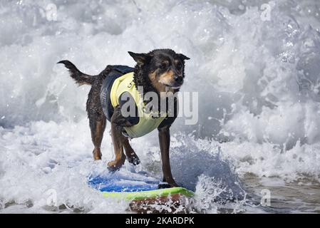 Surf dog, Abbie, rides a wave during the Surf City Surf Dog competition in Huntington Beach California on September 23, 2017. Over 40 dogs from the USA, Brazil and Canada competed in the annual Surf City Surf Dog Competition in which dogs surfed on their own or in tandem with their humans.(Photo by: Ronen Tivony) (Photo by Ronen Tivony/NurPhoto) Stock Photo