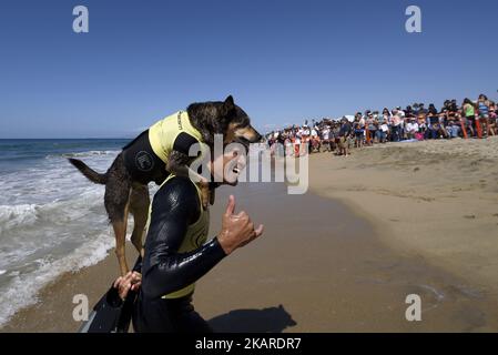 Surf dog Abbie, an Australian Kelpie, and owner Michael Uy after competing in the Surf City Surf Dog competition in Huntington Beach California on September 23, 2017. Over 40 dogs from the USA, Brazil and Canada competed in the annual Surf City Surf Dog Competition in which dogs surfed on their own or in tandem with their humans.(Photo by: Ronen Tivony) (Photo by Ronen Tivony/NurPhoto) Stock Photo