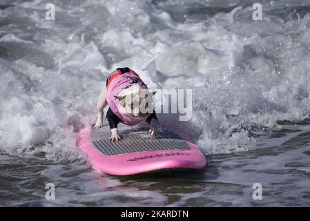 Surf dog Cherie rides a wave during the Surf City Surf Dog competition in Huntington Beach California on September 23, 2017. Over 40 dogs from the USA, Brazil and Canada competed in the annual Surf City Surf Dog Competition in which dogs surfed on their own or in tandem with their humans.(Photo by: Ronen Tivony) (Photo by Ronen Tivony/NurPhoto) Stock Photo