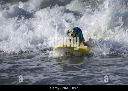 A surfing dog rides a wave during the Surf City Surf Dog competition in Huntington Beach California on September 23, 2017. Over 40 dogs from the USA, Brazil and Canada competed in the annual Surf City Surf Dog Competition in which dogs surfed on their own or in tandem with their humans.(Photo by: Ronen Tivony) (Photo by Ronen Tivony/NurPhoto) Stock Photo