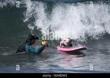 Surf dog Cherie rides a wave during the Surf City Surf Dog competition in Huntington Beach California on September 23, 2017. Over 40 dogs from the USA, Brazil and Canada competed in the annual Surf City Surf Dog Competition in which dogs surfed on their own or in tandem with their humans.(Photo by: Ronen Tivony) (Photo by Ronen Tivony/NurPhoto) Stock Photo