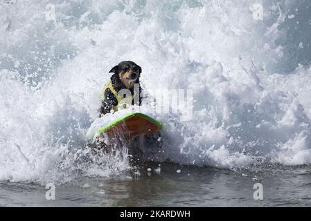 Abbie, Australian Kelpie, rides a wave during the Surf City Surf Dog competition in Huntington Beach California on September 23, 2017. Over 40 dogs from the USA, Brazil and Canada competed in the annual Surf City Surf Dog Competition in which dogs surfed on their own or in tandem with their humans.(Photo by: Ronen Tivony) (Photo by Ronen Tivony/NurPhoto) Stock Photo