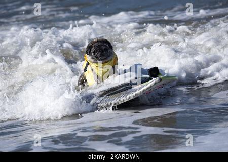 Brandy the Pug rides a wave during the Surf City Surf Dog competition in Huntington Beach California on September 23, 2017. Over 40 dogs from the USA, Brazil and Canada competed in the annual Surf City Surf Dog Competition in which dogs surfed on their own or in tandem with their humans.(Photo by: Ronen Tivony) (Photo by Ronen Tivony/NurPhoto) Stock Photo