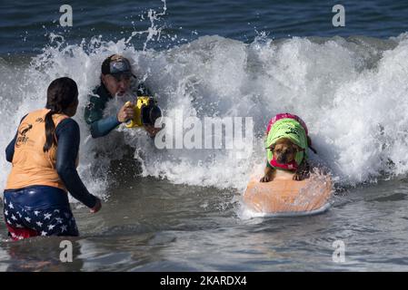 A surfing dog rides a wave during the Surf City Surf Dog competition in Huntington Beach California on September 23, 2017. Over 40 dogs from the USA, Brazil and Canada competed in the annual Surf City Surf Dog Competition in which dogs surfed on their own or in tandem with their humans.(Photo by: Ronen Tivony) (Photo by Ronen Tivony/NurPhoto) Stock Photo