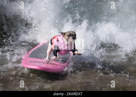 French Bulldog named Cherie rides a wave during the Surf City Surf Dog competition in Huntington Beach California on September 23, 2017. Over 40 dogs from the USA, Brazil and Canada competed in the annual Surf City Surf Dog Competition in which dogs surfed on their own or in tandem with their humans.(Photo by: Ronen Tivony) (Photo by Ronen Tivony/NurPhoto) Stock Photo