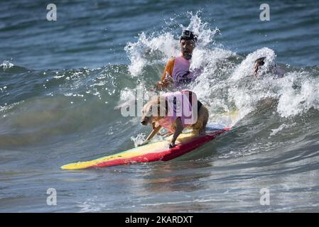 A surfing dog rides a wave during the Surf City Surf Dog competition in Huntington Beach California on September 23, 2017. Over 40 dogs from the USA, Brazil and Canada competed in the annual Surf City Surf Dog Competition in which dogs surfed on their own or in tandem with their humans.(Photo by: Ronen Tivony) (Photo by Ronen Tivony/NurPhoto) Stock Photo