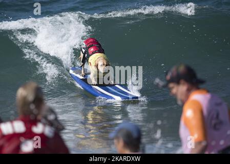 A surfing dog rides a wave during the Surf City Surf Dog competition in Huntington Beach California on September 23, 2017. Over 40 dogs from the USA, Brazil and Canada competed in the annual Surf City Surf Dog Competition in which dogs surfed on their own or in tandem with their humans.(Photo by: Ronen Tivony) (Photo by Ronen Tivony/NurPhoto) Stock Photo
