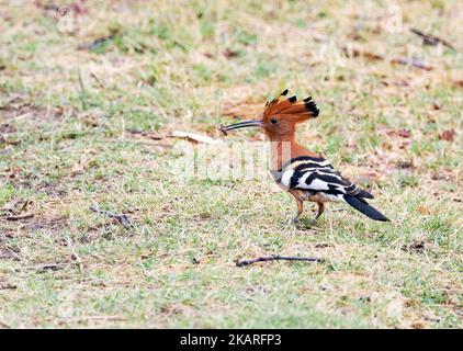 African Hoopoe, Upupa africana, on the ground, feeding on an insect, Moremi Game Reserve, Botswana Africa. African birds. Stock Photo
