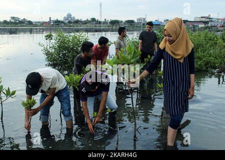 Acehnese students rehabilitate mangrove trees in the Lhokseumawe Reservoir area, on September 27, 2017 in Aceh, Indonesia. Rehabilitation of mangrove forests to maintain their sustainability and reduce coastal erosion and instill environmental awareness in the community. (Photo by Fachrul Reza/NurPhoto) Stock Photo